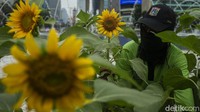 Bunga matahari yang berwarna kuning cerah itu mempercantik kawasan bunderan HI.  