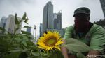 Bunga Matahari Percantik Jakarta Jelang HUT DKI ke 494