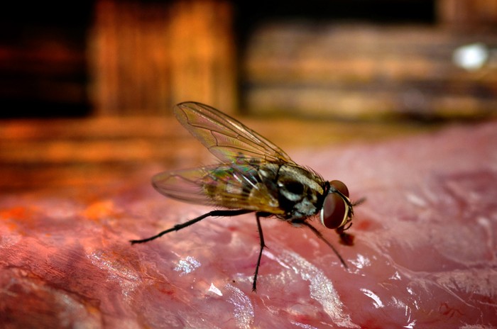 8 Cara Mengusir Lalat secara Alami, Pakai Serai dan Kulit Jeruk