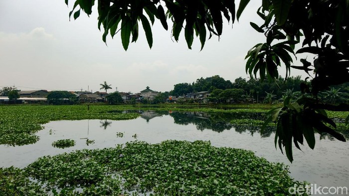 Penampakan Setu Rompong Tangsel yang Dipenuhi Eceng Gondok Setu Rompong di Ciputat Timur, Tangerang Selatan, dicemari eceng gondok. Tanaman ini nyaris menutupi seluruh permukaan setu.