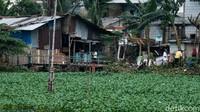 Sebagian eceng gondok sudah diangkut dan dipindahkan ke jalan setapak. Jika hujan, permukiman di sekitar Setu Rompong tergenang. 