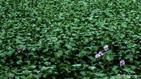 Eceng gondok atau Eichornia crassipes merupakan gulma di air karena pertumbuhannya yang begitu cepat.