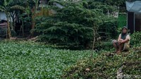 Tetapi dengan pemanfaatan yang tepat guna, eceng gondok bisa dimanfaatkan untuk menyerap nitrogen dan fosfor dari air yang tercemar dan berpotensi sebagai komponen utama pembersih air limbah dari berbagai industri dan rumah tangga. 
