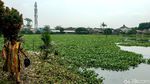Penampakan Setu Rompong Tangsel yang Dipenuhi Eceng Gondok