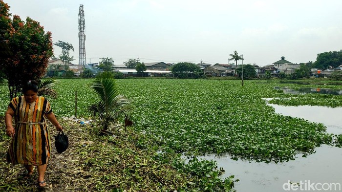 Setu Rompong di Ciputat Timur, Tangerang Selatan, dicemari eceng gondok. Tanaman ini nyaris menutupi seluruh permukaan setu.