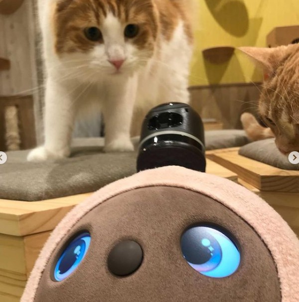Masih baru, Pet Plus membuka Toko Lovots baru buka pada tanggal 15 Juni lalu di pusat perbelanjaan Kawasaki Le Front yang didedikasikan untuk menjual aksesoris Lovot. Di dalam ruangan toko ini terdapat ruangan khusus untuk bermain dengan kucing dan Lovot, yang disebut Cat Plus with Lovot. Masih baru, Pet Plus membuka Toko Lovots baru buka pada tanggal 15 Juni lalu di pusat perbelanjaan Kawasaki Le Front yang didedikasikan untuk menjual aksesoris Lovot. Di dalam ruangan toko ini terdapat ruangan khusus untuk bermain dengan kucing dan Lovot, yang disebut Cat Plus with Lovot.