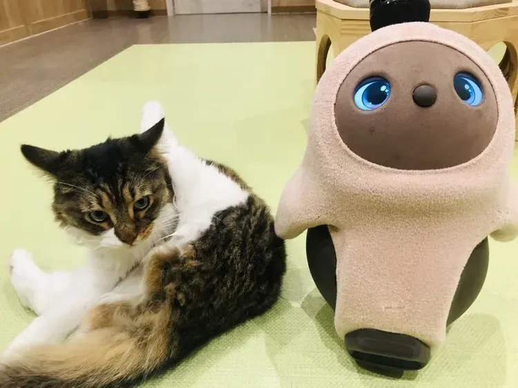 Buat Pecinta Kucing, Mungkin Ini Pet Store Paling Menyenangkan di Dunia