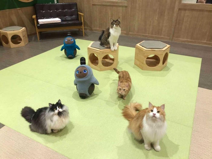 Robot lovot dan kucing