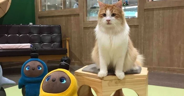 Robot lovot dan kucing
