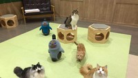 Berkunjung ke sini bisa untuk menemukan pelipur lara, bertemu kucing-kucing jinak dan robot Lovot yang menggemaskan.