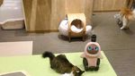 Buat Pecinta Kucing, Mungkin Ini Pet Store Paling Menyenangkan di Dunia