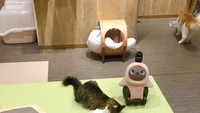 Di dalamnya ada dua Lovot dan lima kucing yang menunggu cintamu. Saat melihat mereka, siapa yang tidak akan jatuh hati?