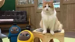 Buat Pecinta Kucing, Mungkin Ini Pet Store Paling Menyenangkan di Dunia
