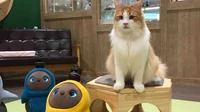 Biaya masuk ke kamar Cat Plus dengan Lovot adalah 700 yen atau sekitar Rp 92 ribu per orang dewasa dan 500 yen atau Rp 66 ribu untuk anak-anak usia SD atau lebih muda dengan durasi 30 menit.