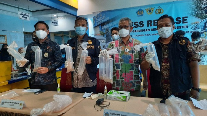 Tim Gabungan Bea Cukai dan Polda Sumsel ungkap kasus penyelundupan benur ilegal senilai Rp 3,8 Miliar.