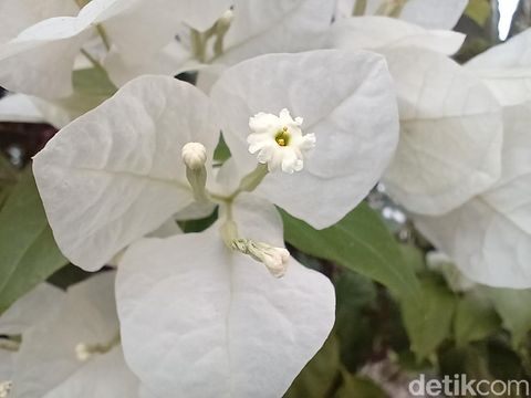 Hasil foto Vivo V21 5G