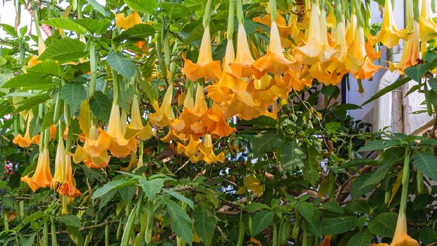 Yellow angel trumpet flower. The yellow flower that adorns the streets. Tropical flowers.