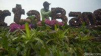 Petugas juga menggunakan sejumlah tanaman seperti kastuba, tapak dara, hortensia, pisang bali hingga bromelia.