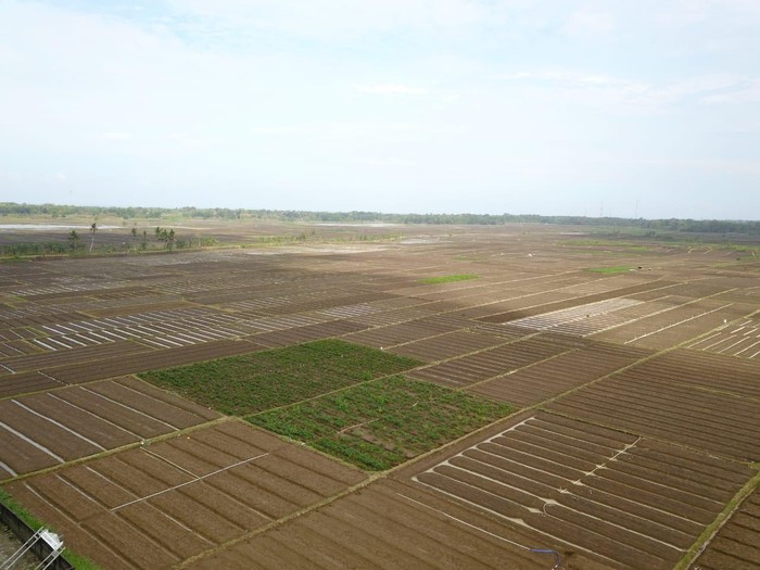 food estate