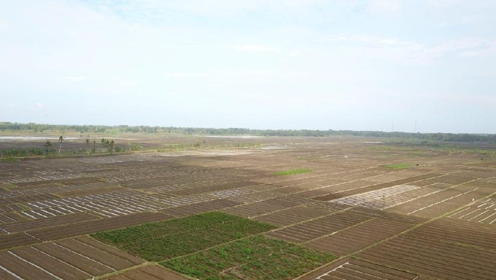 food estate