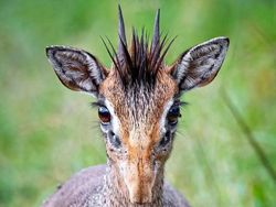 Foto Mengecoh Mata Bikin Salah Sangka