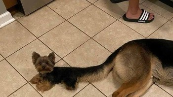 Seolah menyatu ya. Foto: dok reddit/confusing_perspective