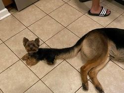 Foto Mengecoh Mata Bikin Salah Sangka