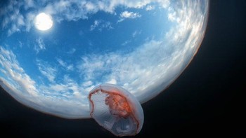 Seperti ubur-ubur di luar angkasa. Foto: dok reddit/confusing_perspective