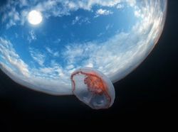 Foto Mengecoh Mata Bikin Salah Sangka