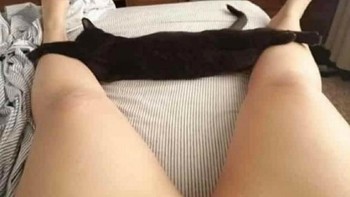 Bukan celana dalam, tapi kucing. Foto: dok reddit/confusing_perspective
