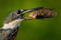 The Comedy Wildlife Photography
