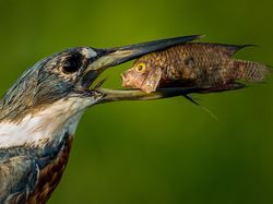 Aksi Kocak Hewan yang Terabadikan Kamera
