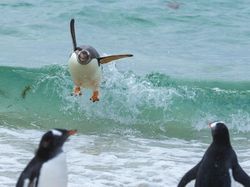 Aksi Kocak Hewan yang Terabadikan Kamera