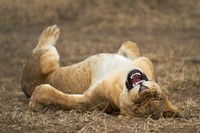 The Comedy Wildlife Photography