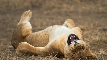 Karya Giovanni Querzani.  Foto: dok The Comedy Wildlife Photography