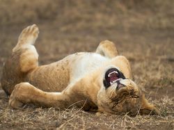 Aksi Kocak Hewan yang Terabadikan Kamera