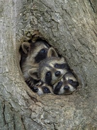 The Comedy Wildlife Photography