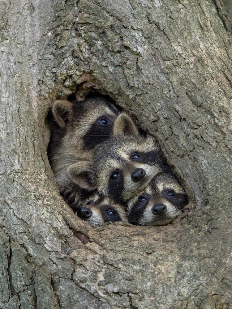 The Comedy Wildlife Photography