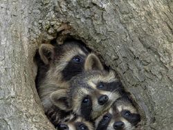 Aksi Kocak Hewan yang Terabadikan Kamera