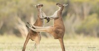 The Comedy Wildlife Photography
