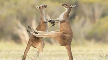 Karya Lea Scaddan. Foto: dok The Comedy Wildlife Photography