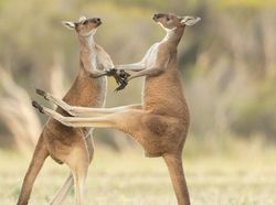 Aksi Kocak Hewan yang Terabadikan Kamera