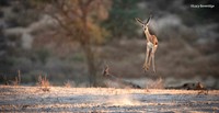 The Comedy Wildlife Photography