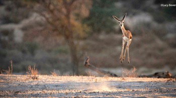 Karya Lucy Beveridge. Foto: dok The Comedy Wildlife Photography