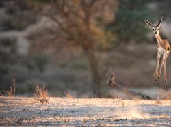 Aksi Kocak Hewan yang Terabadikan Kamera