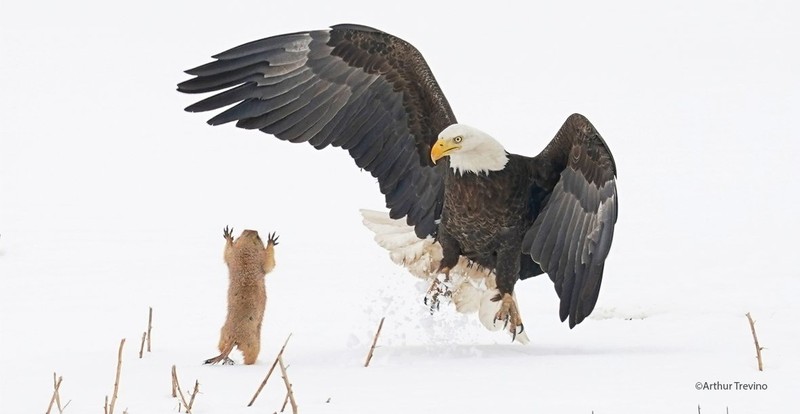 The Comedy Wildlife Photography