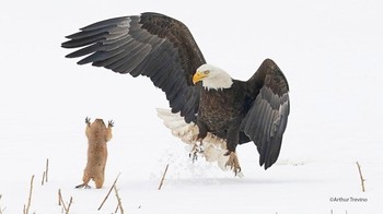 Karya Arthur Trevino. Foto: dok The Comedy Wildlife Photography