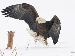 Aksi Kocak Hewan yang Terabadikan Kamera