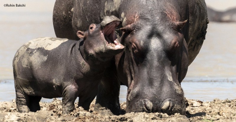 The Comedy Wildlife Photography