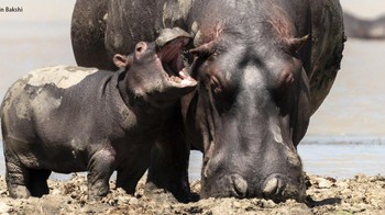 Karya Rohin Bakshi. Foto: dok The Comedy Wildlife Photography